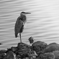 Buy canvas prints of Great Blue Heron by Betty LaRue