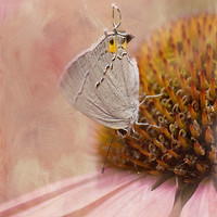 Buy canvas prints of Gray Hairstreak Butterfly by Betty LaRue