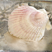 Buy canvas prints of Seashell On The Beach by Betty LaRue