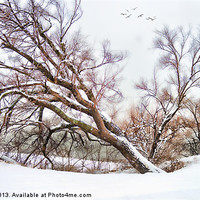 Buy canvas prints of Go Softly Into Winter by Betty LaRue