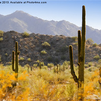 Buy canvas prints of Sonoran Desert Beauty by Betty LaRue