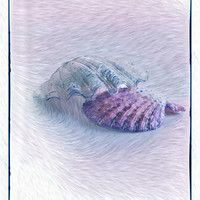 Buy canvas prints of Two Seashells by Betty LaRue