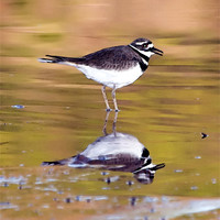 Buy canvas prints of Kildeer Reflection by Betty LaRue