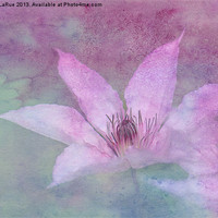 Buy canvas prints of Heavenly Petals by Betty LaRue