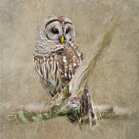 Buy canvas prints of Barred Owl Portrait by Betty LaRue