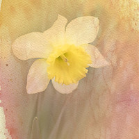 Buy canvas prints of Dancing With The Daffodils by Betty LaRue