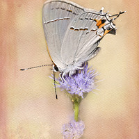 Buy canvas prints of Gray Hairstreak Butterfly by Betty LaRue