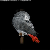 Buy canvas prints of Beautiful African Grey by Betty LaRue