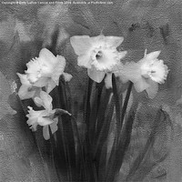 Buy canvas prints of Daffodils in Black and White by Betty LaRue