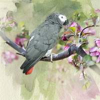 Buy canvas prints of African Gray Among the Blossoms by Betty LaRue
