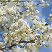 Buy canvas prints of Spring Blossoms by Betty LaRue