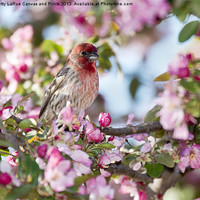 Buy canvas prints of House Finch in Spring by Betty LaRue