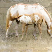 Buy canvas prints of Pinto Mare and Filly by Betty LaRue