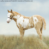 Buy canvas prints of Pinto Filly by Betty LaRue