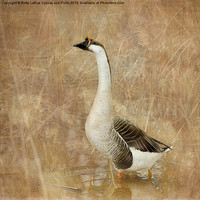 Buy canvas prints of Nothing But a Goose by Betty LaRue