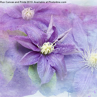 Buy canvas prints of Profusion of Purple by Betty LaRue