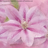Buy canvas prints of Pink Clematis Profusion by Betty LaRue