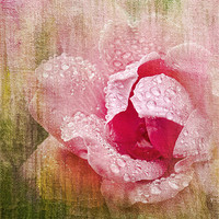 Buy canvas prints of Summer Rose #2 by Betty LaRue