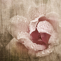 Buy canvas prints of Summer Rose #1 by Betty LaRue