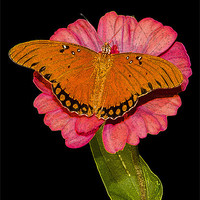 Buy canvas prints of Gulf Fritillary Butterfly by Betty LaRue