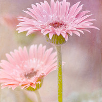 Buy canvas prints of Delightfully Pink by Betty LaRue