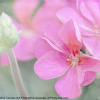 Buy canvas prints of Pink Geraniums by Betty LaRue
