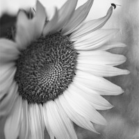 Buy canvas prints of Sunflower in Black and White by Betty LaRue