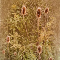 Buy canvas prints of Thistles by Betty LaRue