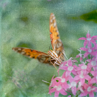 Buy canvas prints of Summer Butterfly by Betty LaRue
