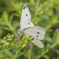 Buy canvas prints of Cabbage White Butterfly by Betty LaRue