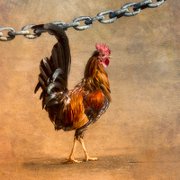 Buy canvas prints of Cock of the Walk by Betty LaRue