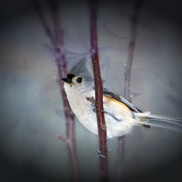 Buy canvas prints of Tufted Titmouse by Betty LaRue