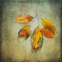 Buy canvas prints of Five Autumn Leaves by Betty LaRue