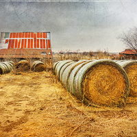 Buy canvas prints of Slumbering in the Countryside by Betty LaRue