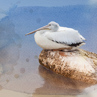 Buy canvas prints of Pelican Peace by Betty LaRue