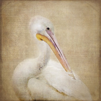Buy canvas prints of Pelican Preening by Betty LaRue