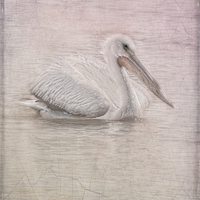 Buy canvas prints of Pelican in Pastel by Betty LaRue