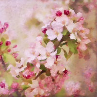 Buy canvas prints of Spring Pink by Betty LaRue