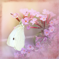 Buy canvas prints of Butterfly Bliss by Betty LaRue