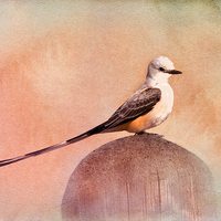 Buy canvas prints of Scissor-tailed Flycatcher by Betty LaRue