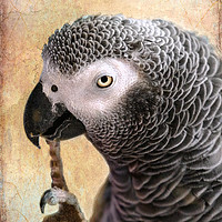 Buy canvas prints of African Gray parrot portrait by Betty LaRue