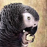 Buy canvas prints of African Gray parrot   by Betty LaRue