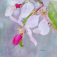 Buy canvas prints of Flower Love by Betty LaRue
