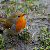 Buy canvas prints of Robin Red Breast by VICTORIA HENDRICK