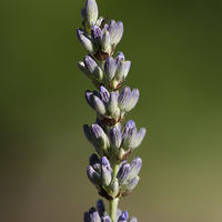 Buy canvas prints of Lavender Stem by Adam Withers