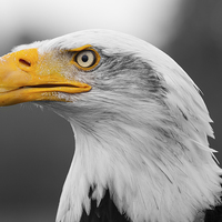Buy canvas prints of Bald Eagle by Adam Withers