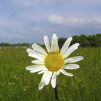 Buy canvas prints of Meadow Daisy by Adam Withers