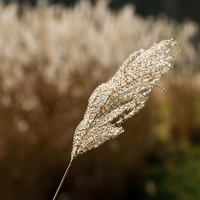 Buy canvas prints of Reed Stem by Adam Withers