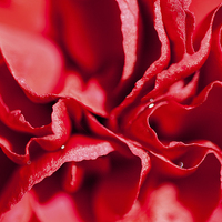 Buy canvas prints of Red Carnation Flower by Adam Withers