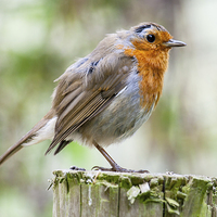 Buy canvas prints of Mr. Robin by Adam Withers